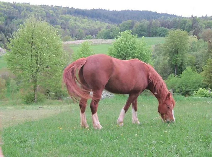 Casa vacanze Bergfeldhof Haingrund